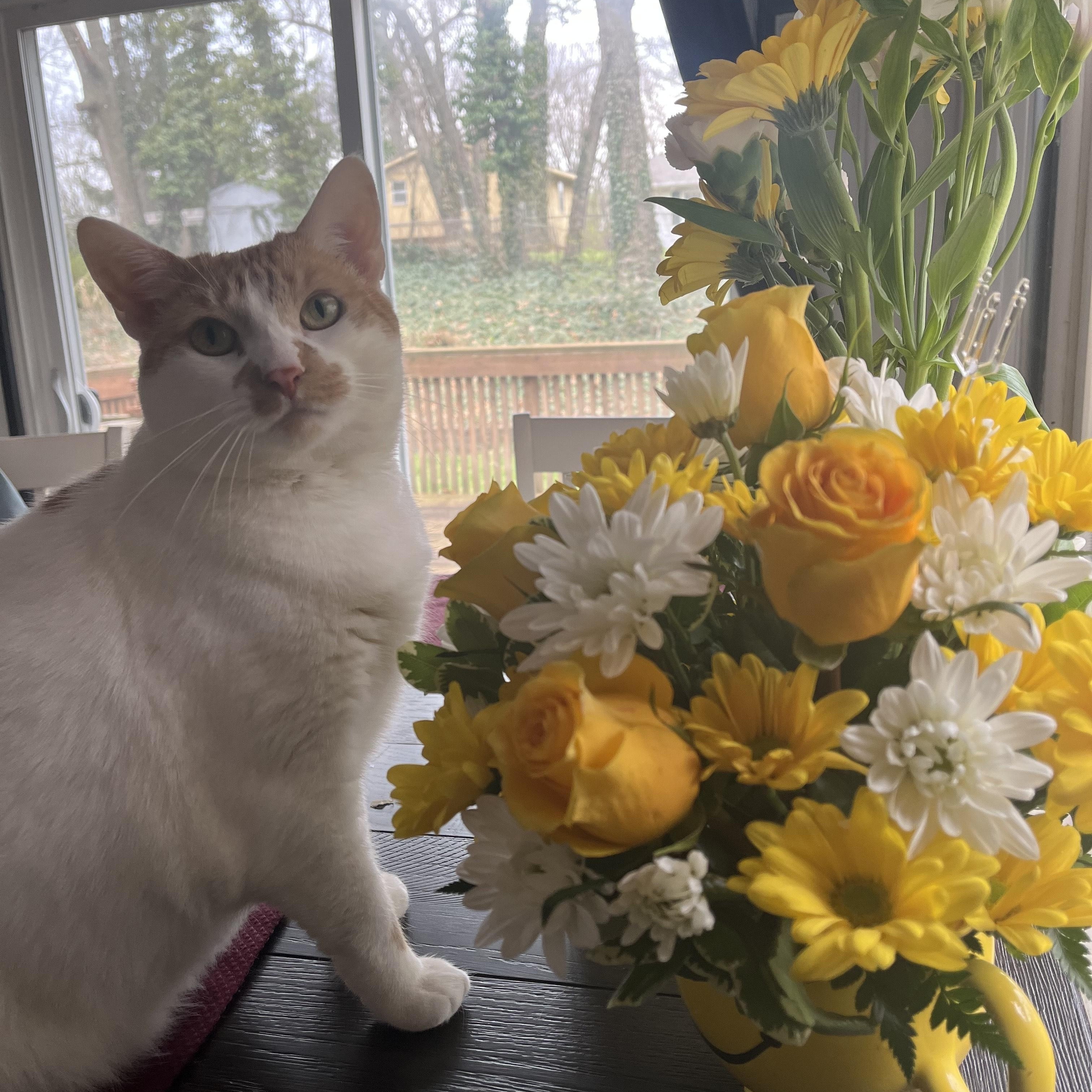 Enlarge Creme Brulee, a Adoptable Domestic Short Hair in Rockford, MI image 3/6