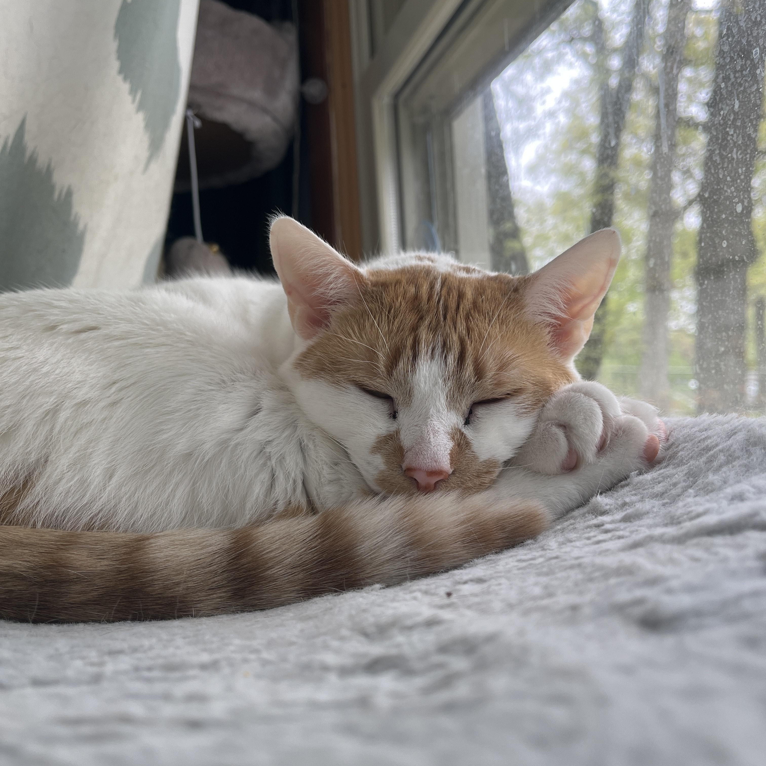 Enlarge Creme Brulee, a Adoptable Domestic Short Hair in Rockford, MI image 5/6