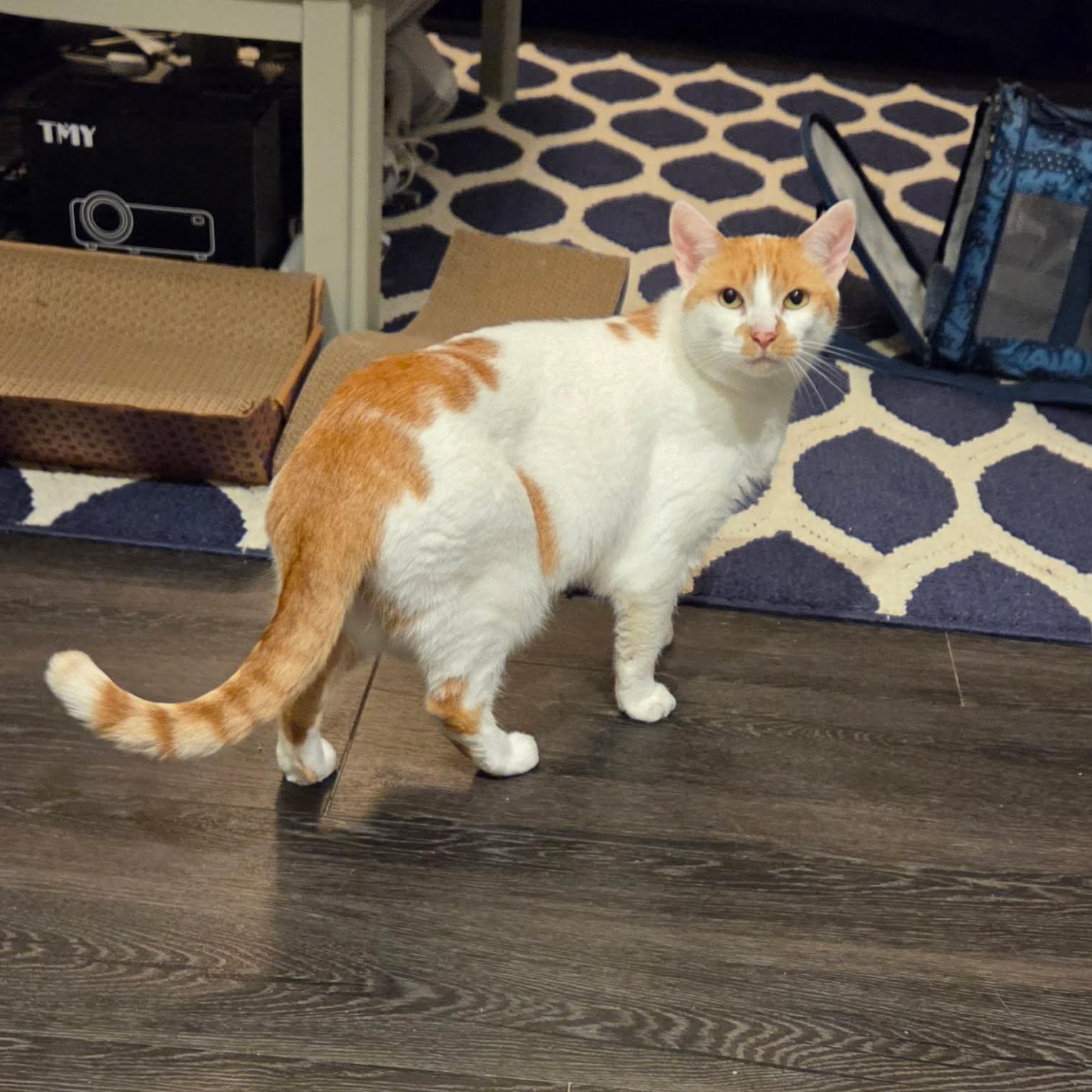 Creme Brulee, Adoptable, Adult Female Domestic Short Hair.