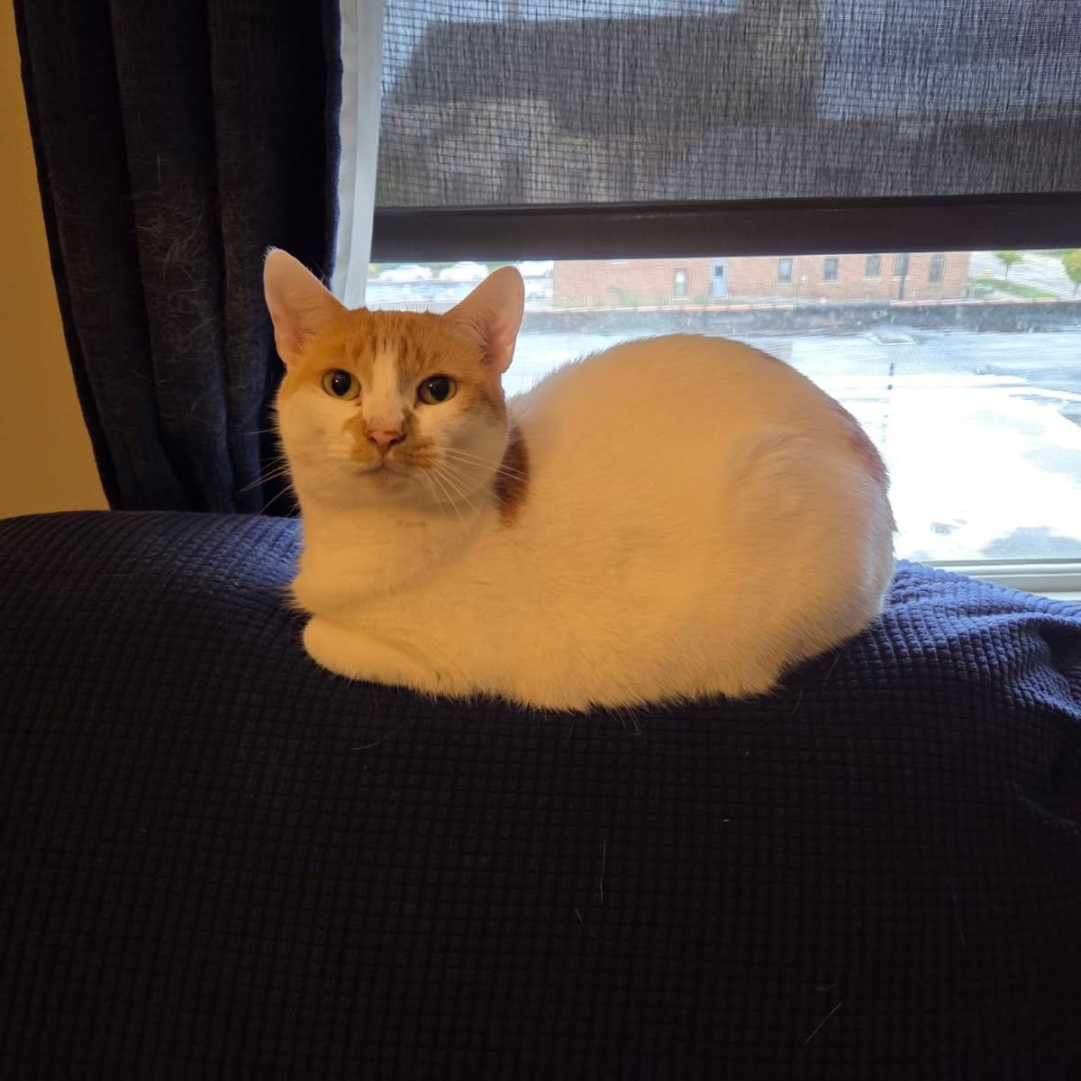 Enlarge Creme Brulee, a Adoptable Domestic Short Hair in Rockford, MI image 2/6