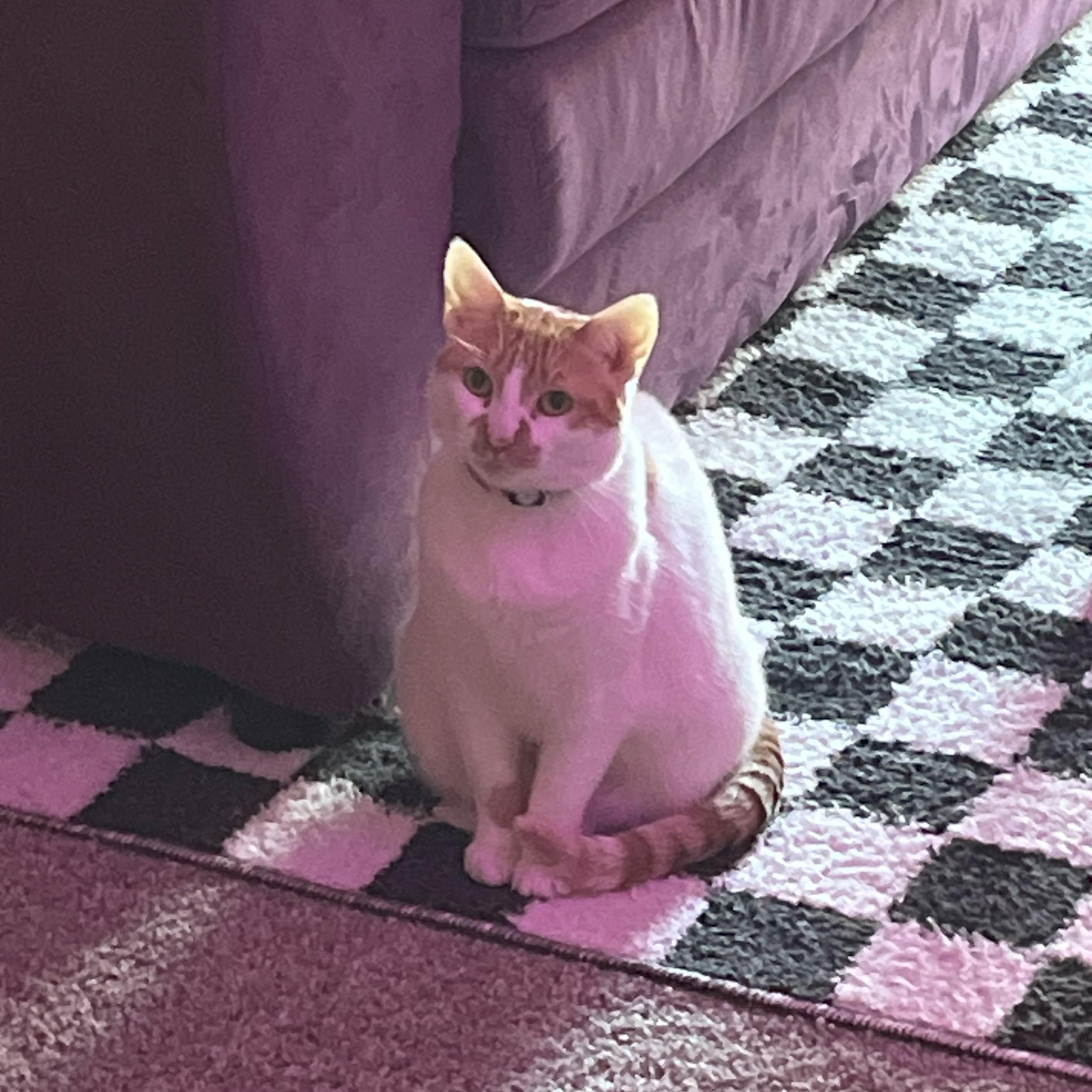 Enlarge Creme Brulee, a Adoptable Domestic Short Hair in Rockford, MI image 4/6