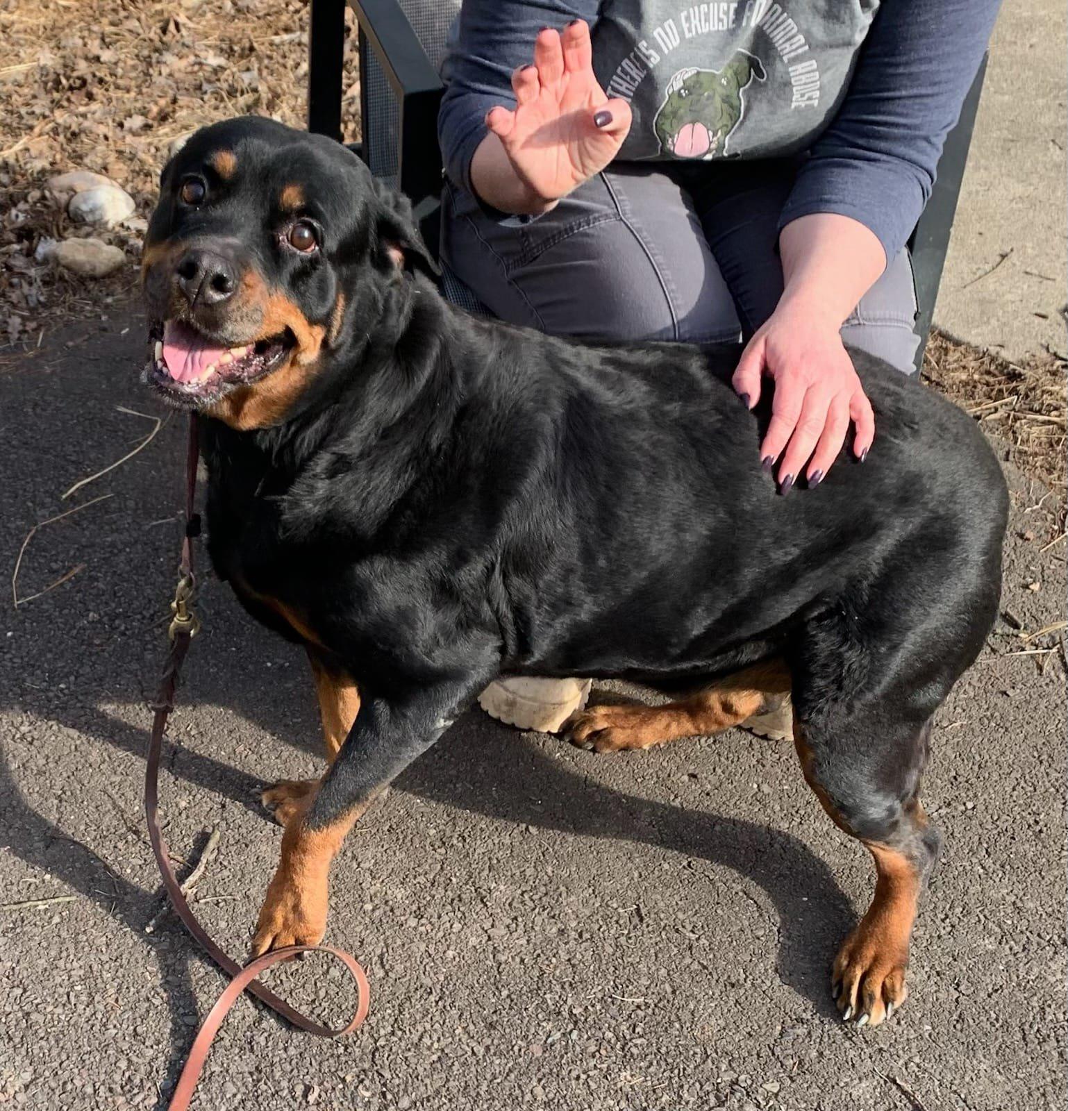 Dog for adoption - Dakota, a Rottweiler in Perkasie, PA | Petfinder
