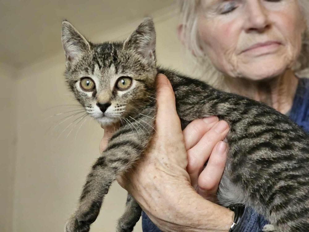 Hazel, Adoptable, Kitten Female Domestic Short Hair.