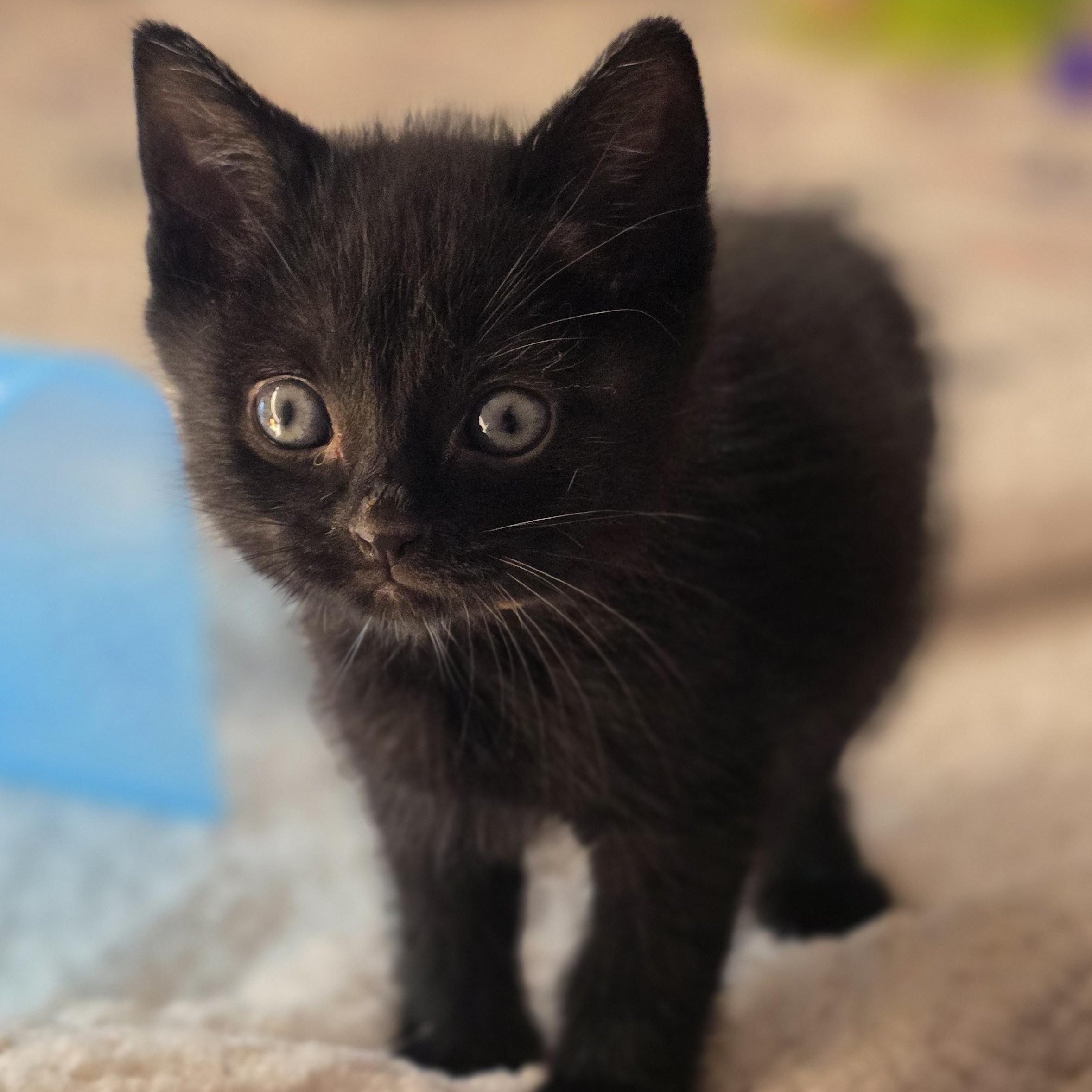 Baby Bear, Adoptable, Kitten Male Domestic Short Hair.