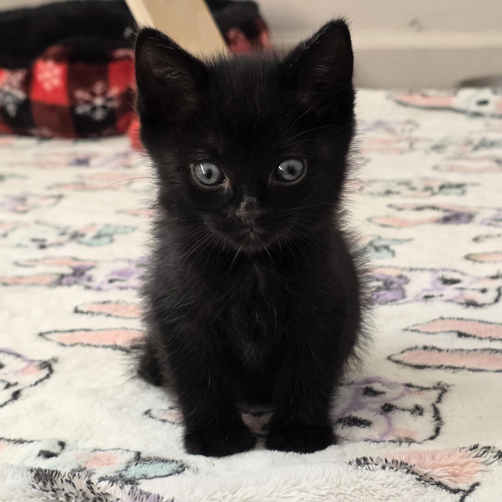 Enlarge Baby Bear, a Adoptable Domestic Short Hair in Macomb Twp, MI image 2/3