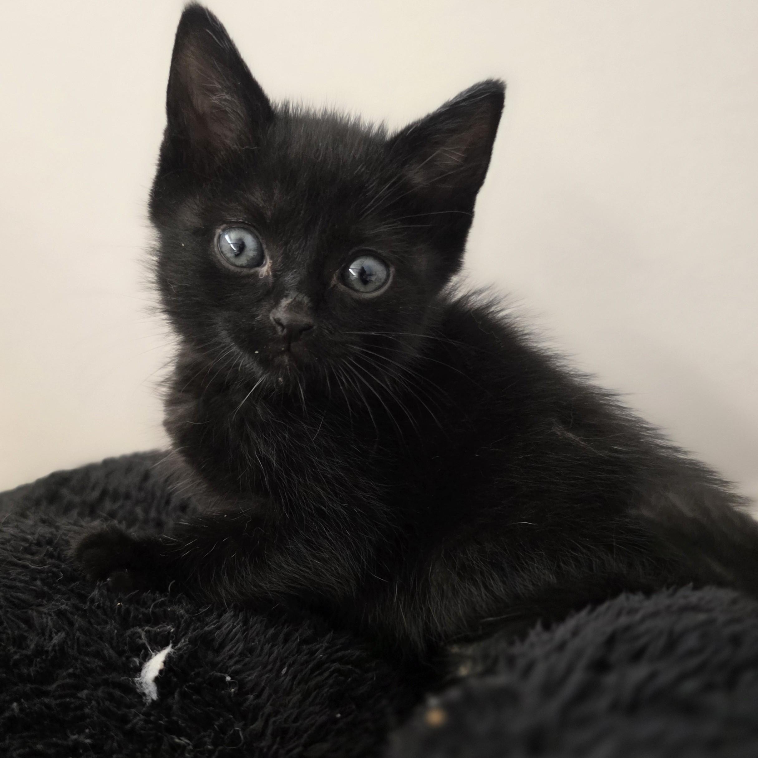 Enlarge Baby Bear, a Adoptable Domestic Short Hair in Macomb Twp, MI image 3/3