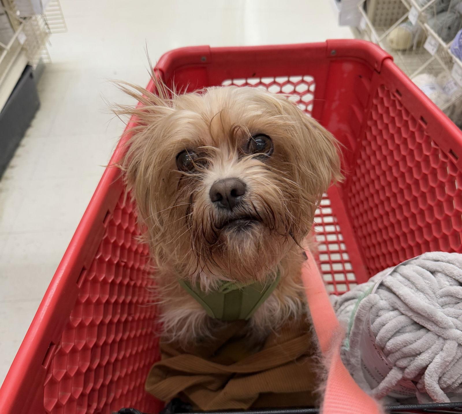 Enlarge Gertie Gail, a Adopted Terrier in Alpharetta, GA image 1/3