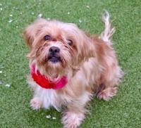 Enlarge Gertie Gail, a Adopted Terrier in Alpharetta, GA image 3/3