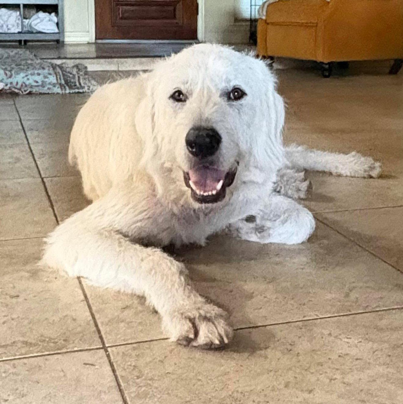Max, Adoptable, Young Male Great Pyrenees.