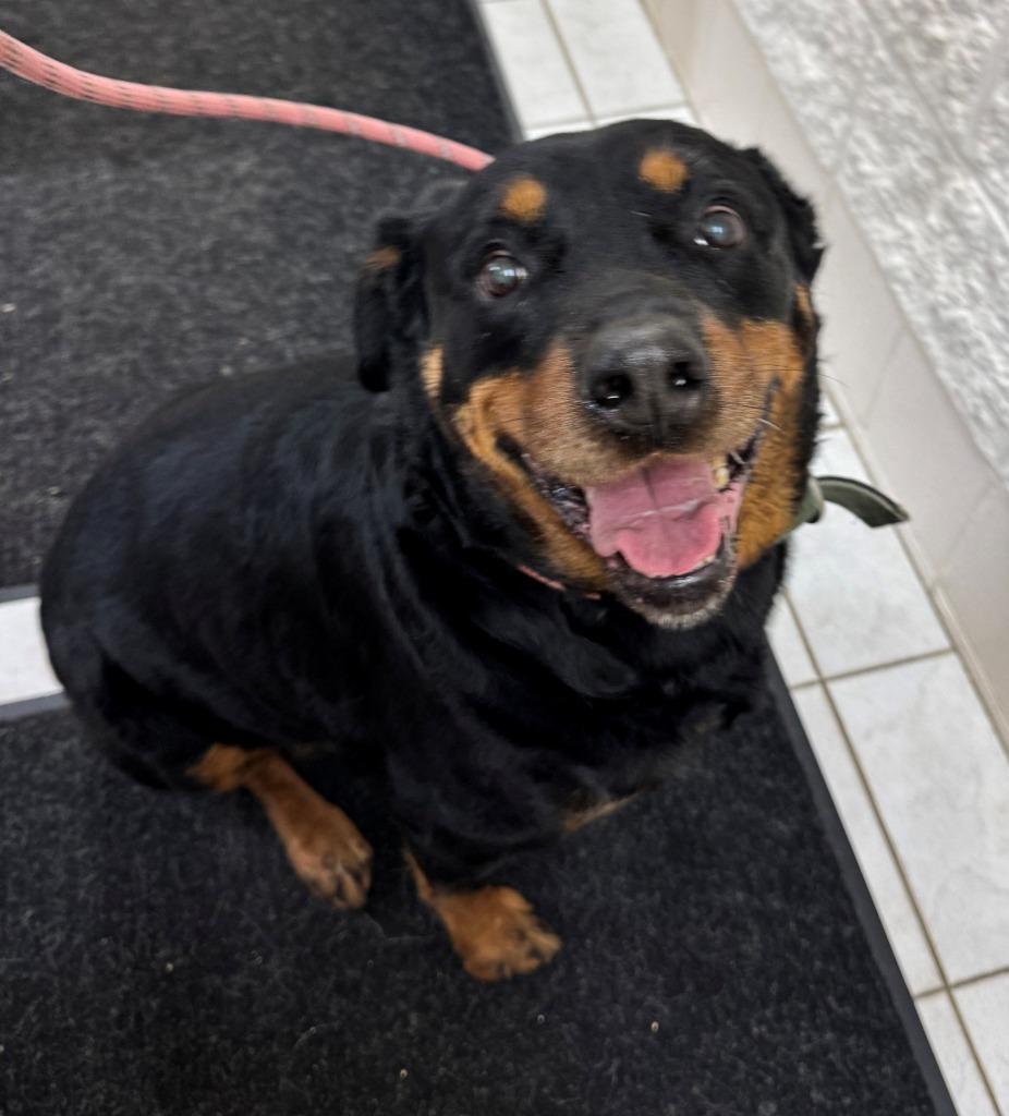 LANCE, Adoptable, Senior Male Rottweiler.
