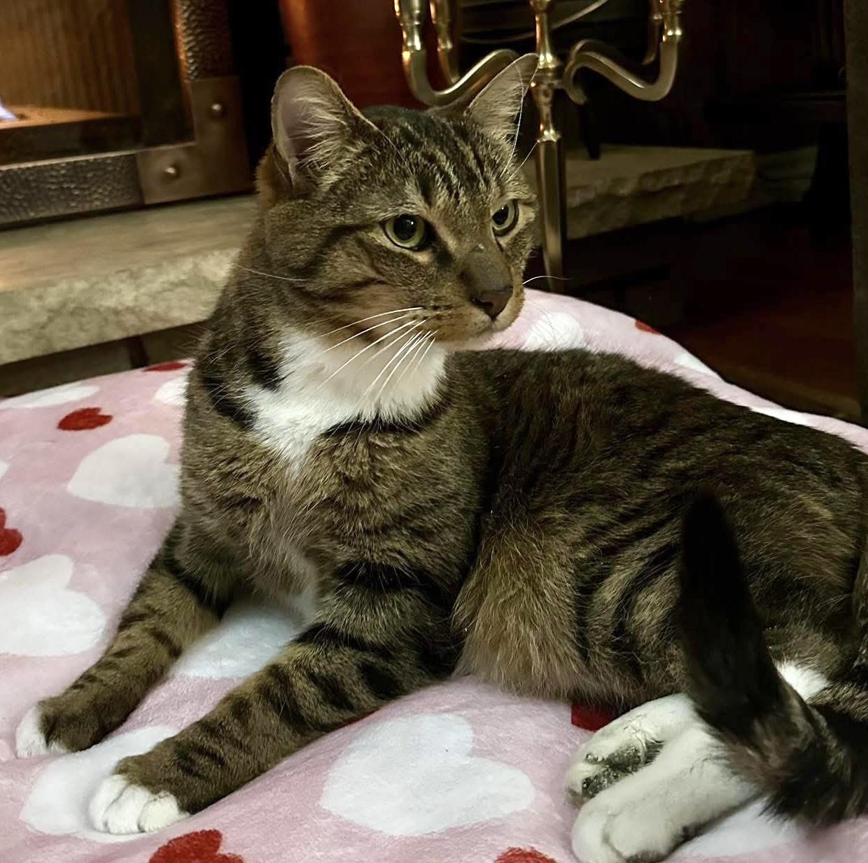 Gideon, ADOPTABLE, Adult Male Domestic Short Hair.