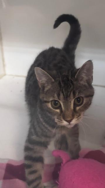 Thackery, Adoptable, Kitten Male Domestic Short Hair.