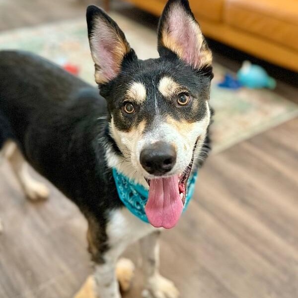 Dog for adoption - Russell Roo The Husky Lovers Dream, a Husky & German ...