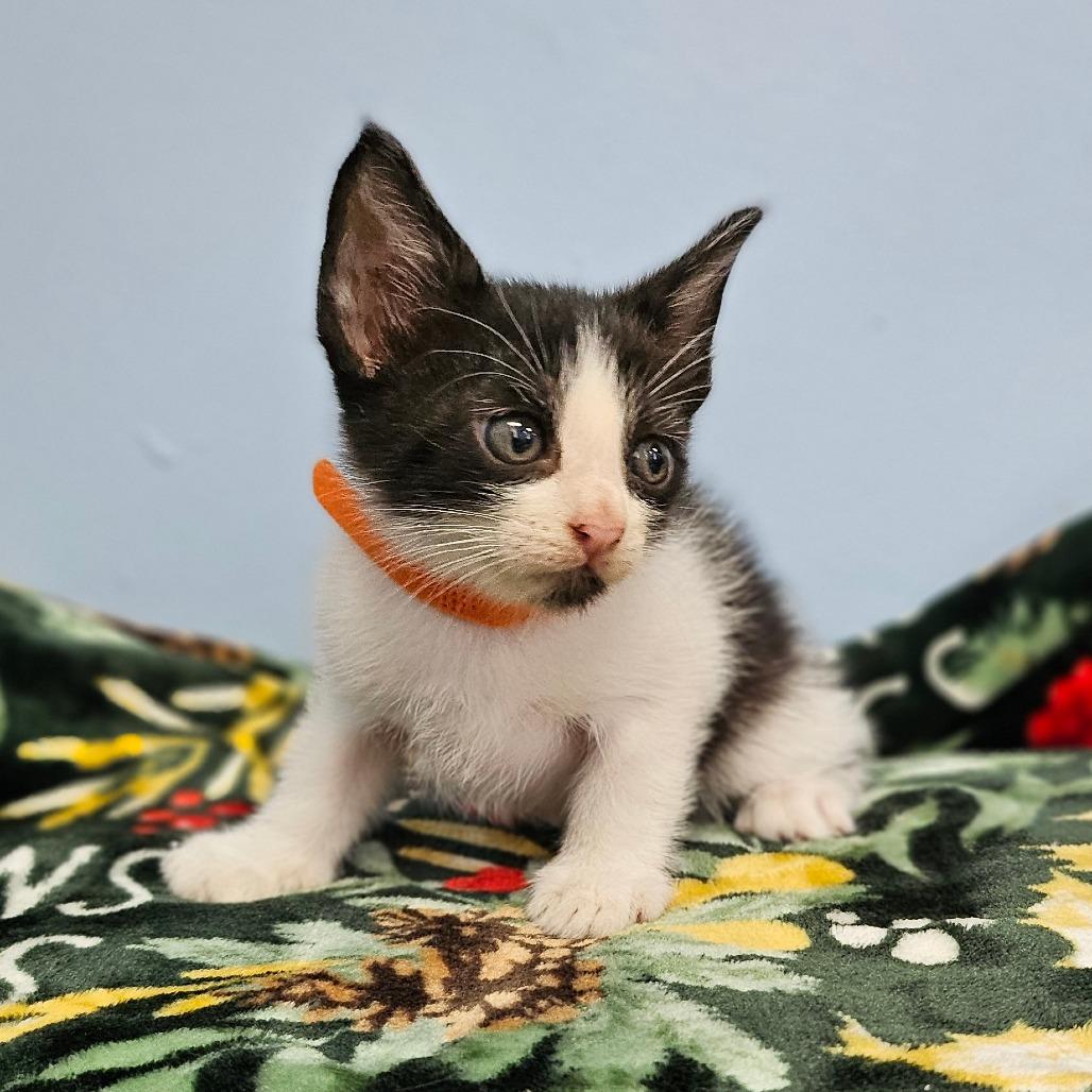 Deftones, Adoptable, Kitten Male Domestic Medium Hair.