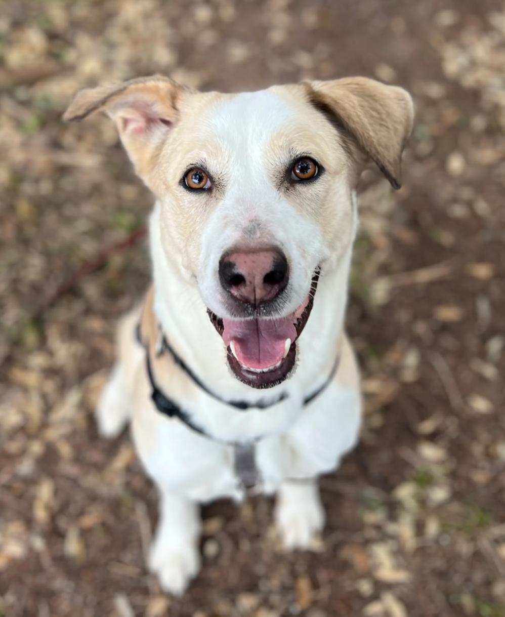 Journey, a Adoptable mixed breed in Dripping Springs, TX image 2/3