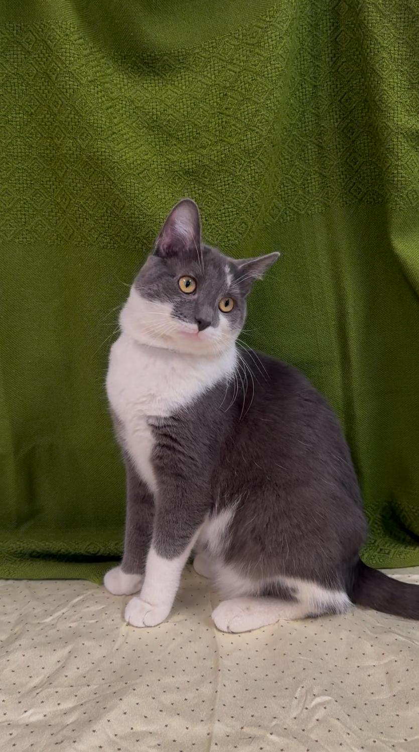 Brian, Adult Male Domestic Short Hair