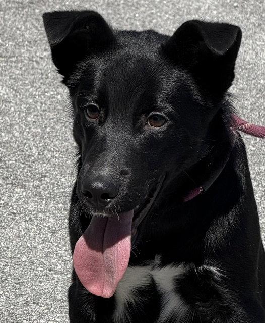 Enlarge Woods, a Adoptable Labrador Retriever in Carrollton, GA image 1/3