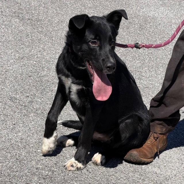 Enlarge Woods, a Adoptable Labrador Retriever in Carrollton, GA image 2/3