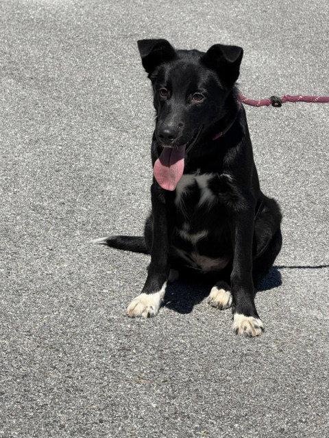 Enlarge Woods, a Adoptable Labrador Retriever in Carrollton, GA image 3/3