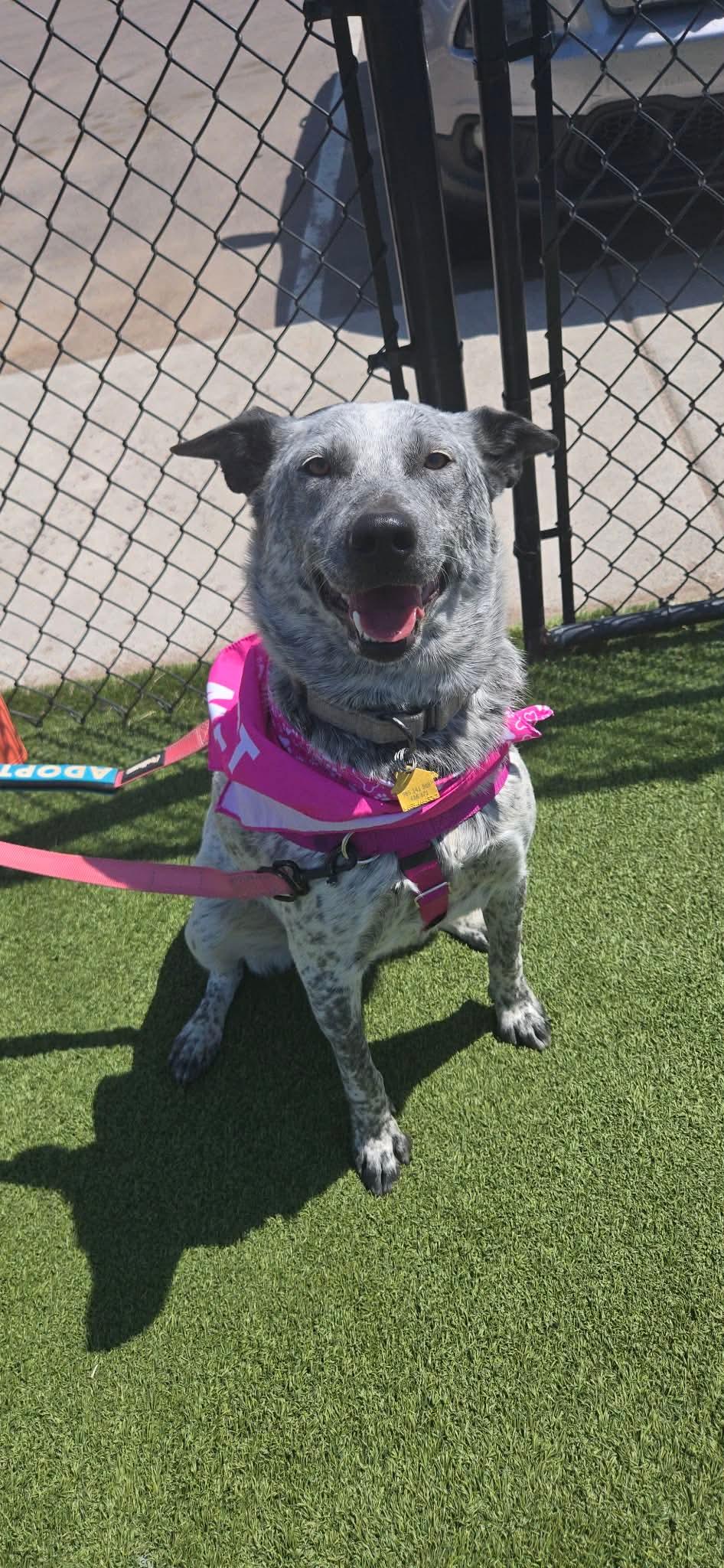 Skye, a Adoptable Mixed Breed in Sioux Falls, SD image 4/6