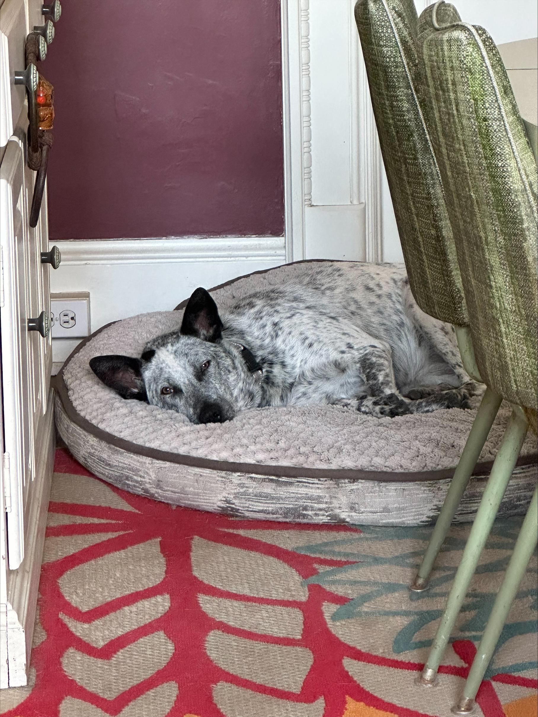 Skye, a Adoptable Mixed Breed in Sioux Falls, SD image 5/6