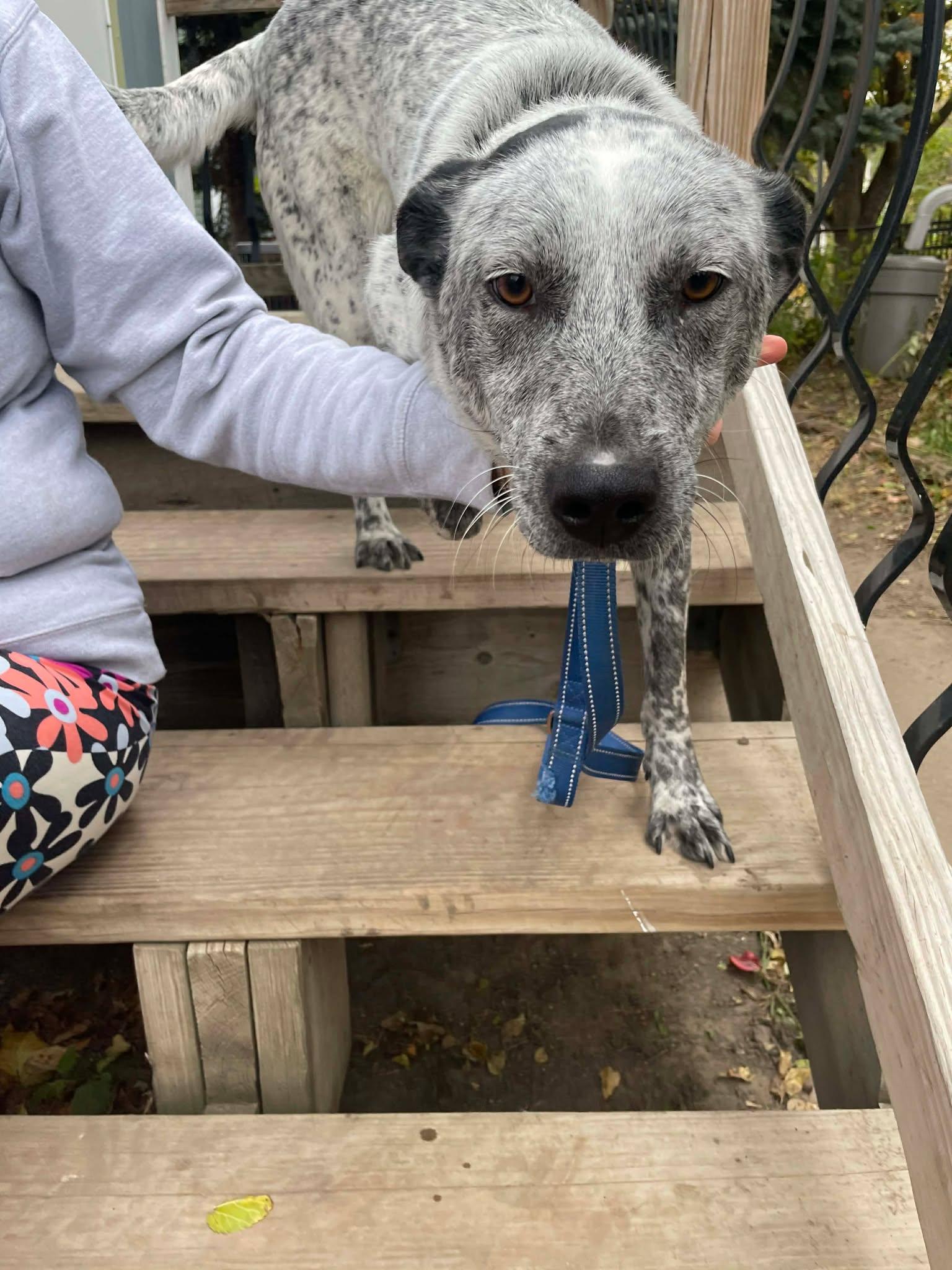 Skye, a Adoptable Mixed Breed in Sioux Falls, SD image 2/6