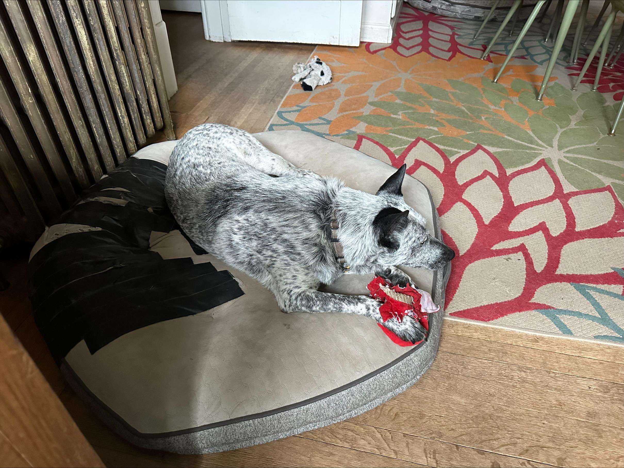 Enlarge Skye, a Adoptable Mixed Breed in Sioux Falls, SD image 4/6