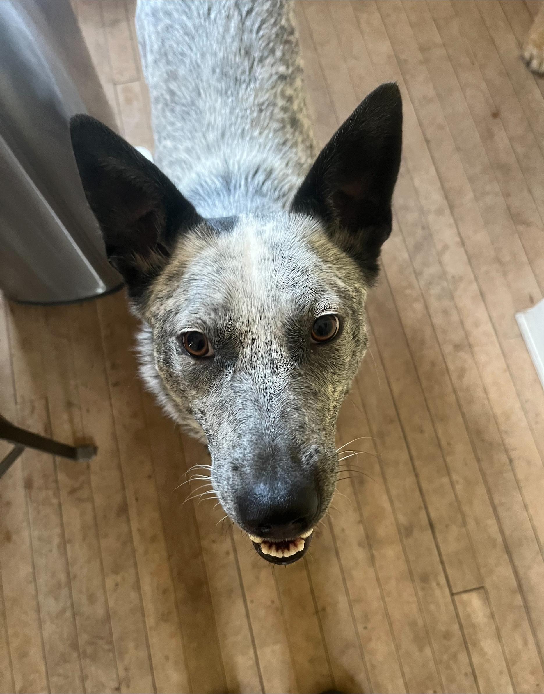 Enlarge Skye, a Adoptable Mixed Breed in Sioux Falls, SD image 5/6