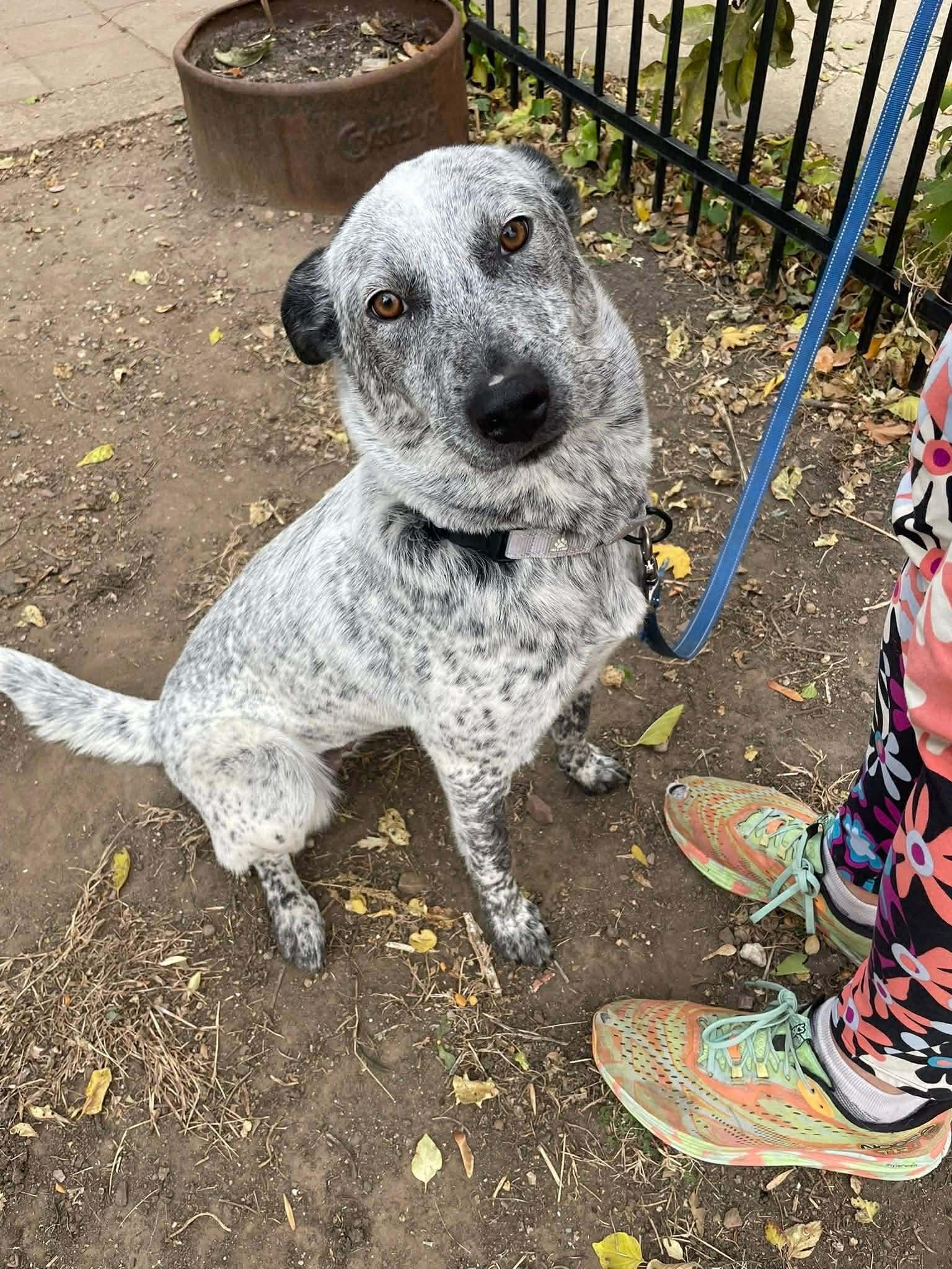 Skye, a Adoptable Mixed Breed in Sioux Falls, SD image 1/6