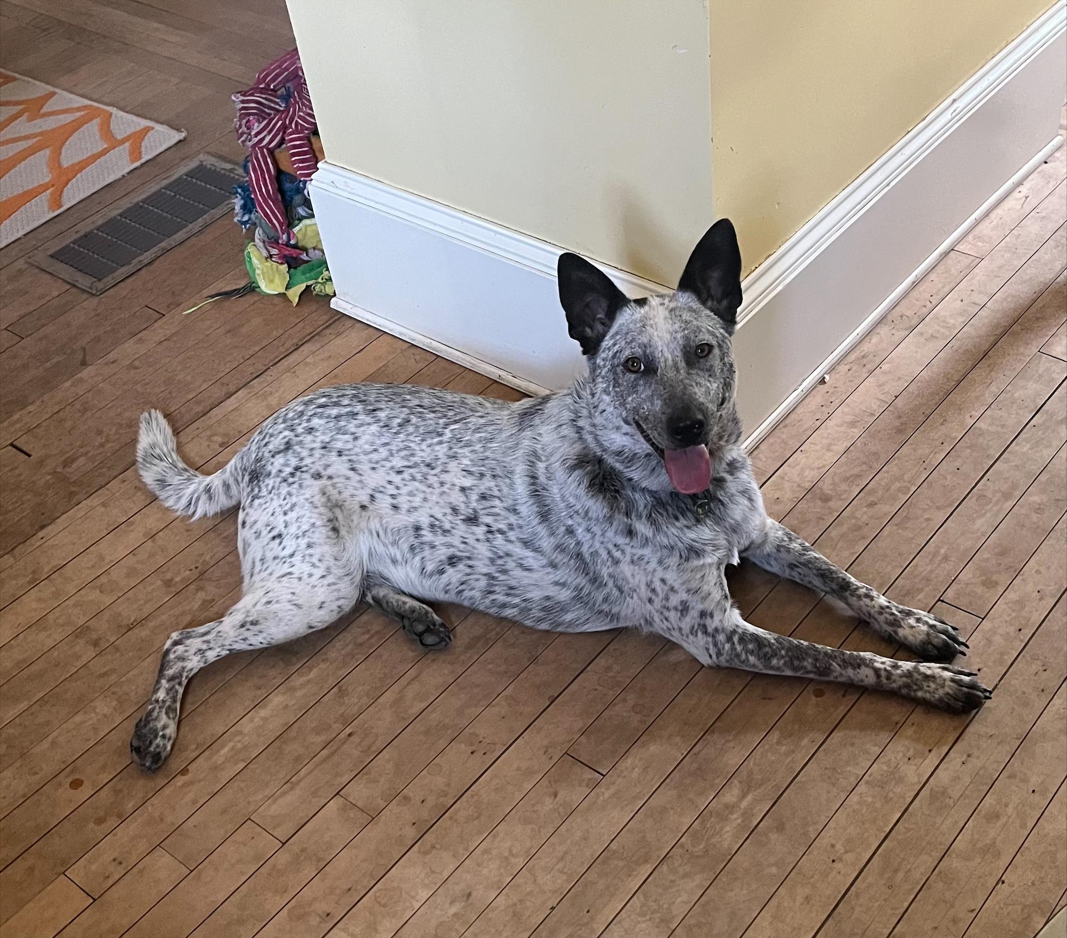 Enlarge Skye, a Adoptable Mixed Breed in Sioux Falls, SD image 1/6