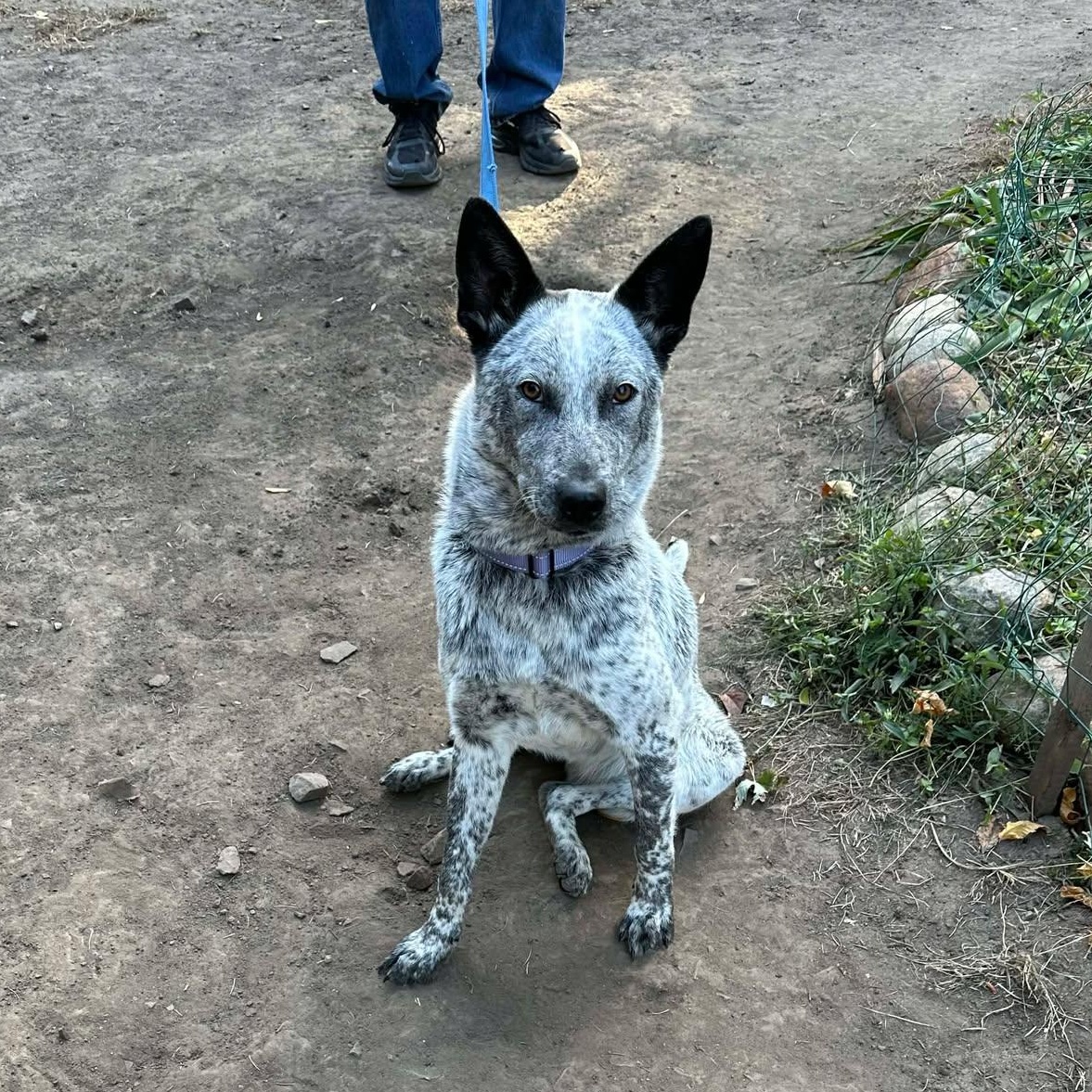 Skye, a Adoptable Mixed Breed in Sioux Falls, SD image 3/6