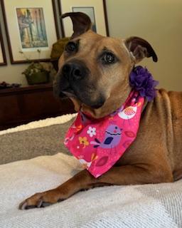 Enlarge Snickers, a Adoptable mixed breed in Arlington, TN image 4/6