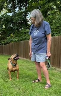 Enlarge Snickers, a Adoptable mixed breed in Arlington, TN image 5/6