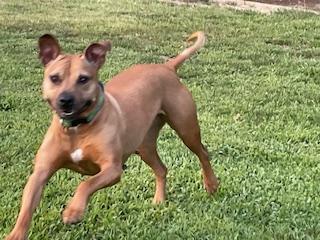 Enlarge Snickers, a Adoptable mixed breed in Arlington, TN image 2/6