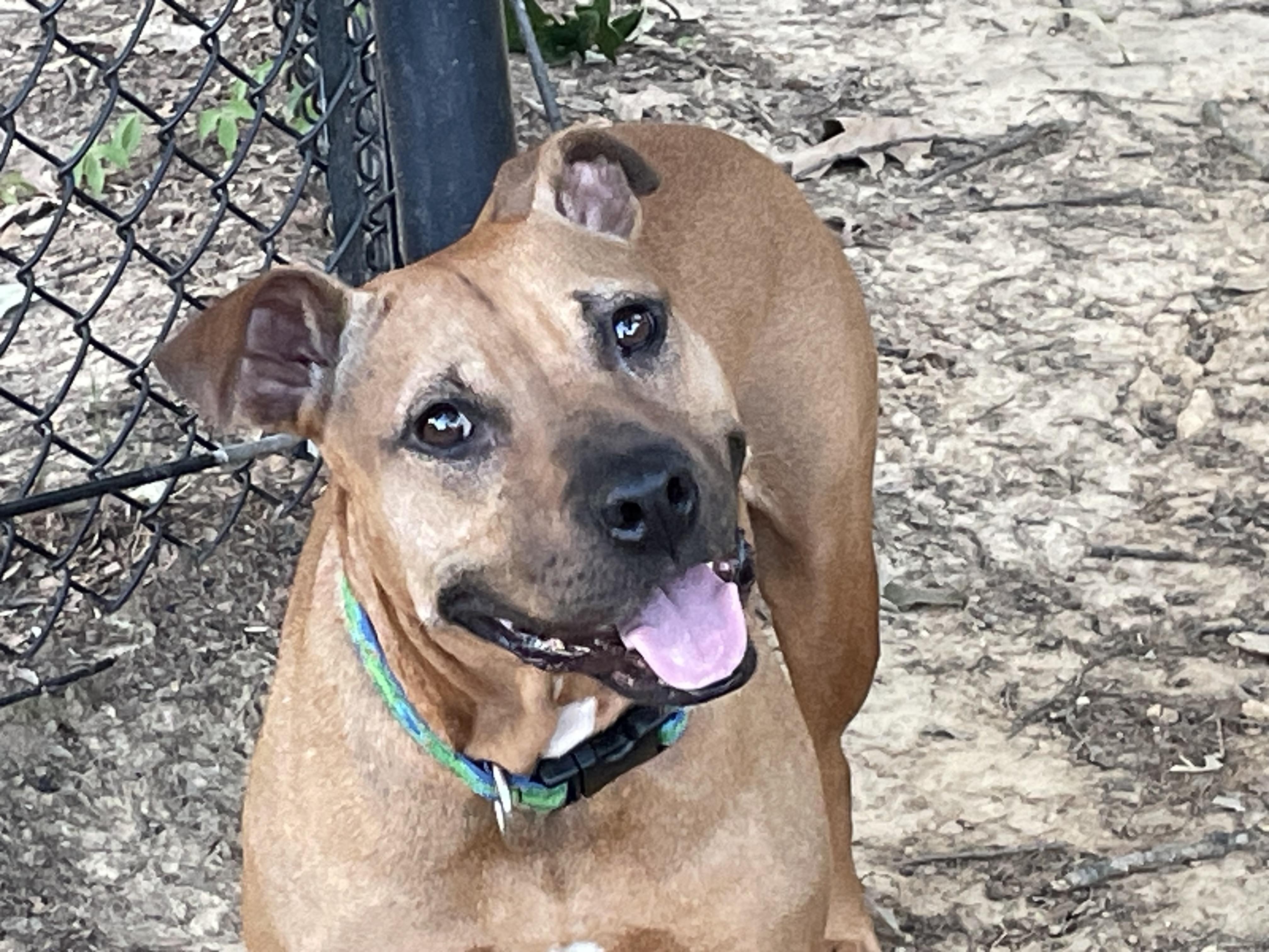 Snickers, Adoptable, Adult Female Mixed Breed.