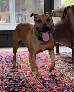 Enlarge Snickers, a Adoptable mixed breed in Arlington, TN image 6/6