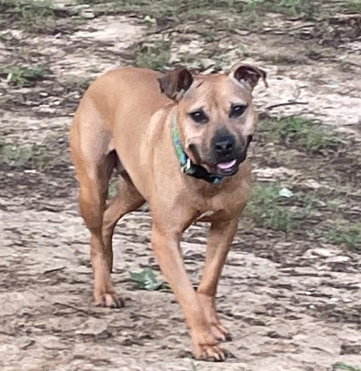 Enlarge Snickers, a Adoptable mixed breed in Arlington, TN image 3/6