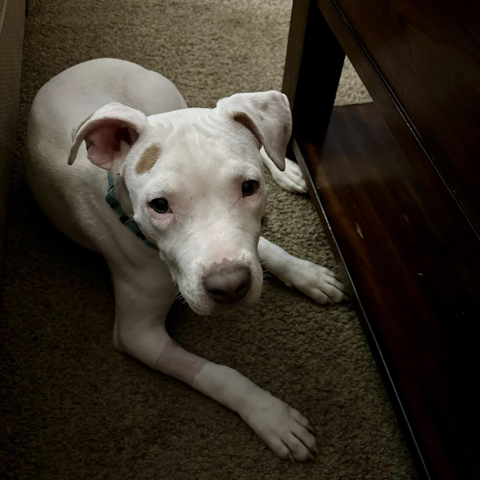 Enlarge Zero, a ADOPTABLE mixed breed in Grafton, OH image 4/4