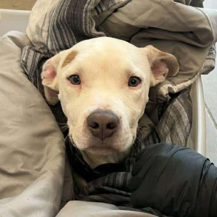 Enlarge Zero, a ADOPTABLE mixed breed in Grafton, OH image 1/4