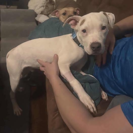 Enlarge Zero, a ADOPTABLE mixed breed in Grafton, OH image 2/4