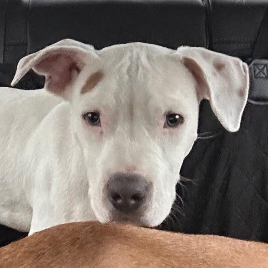 Enlarge Zero, a ADOPTABLE mixed breed in Grafton, OH image 3/4