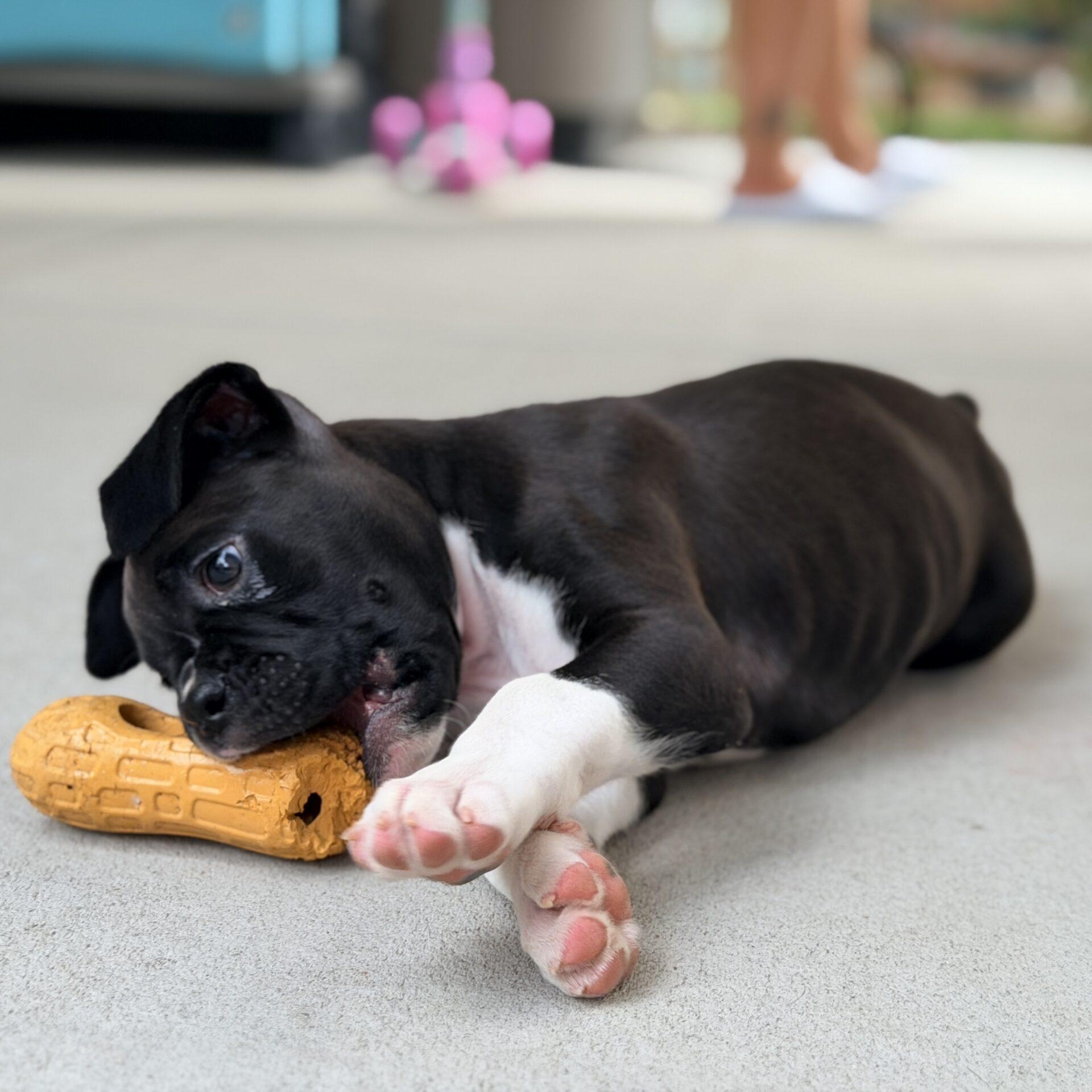 Apollo, an adopted mixed breed in Mead, CO image 5/6