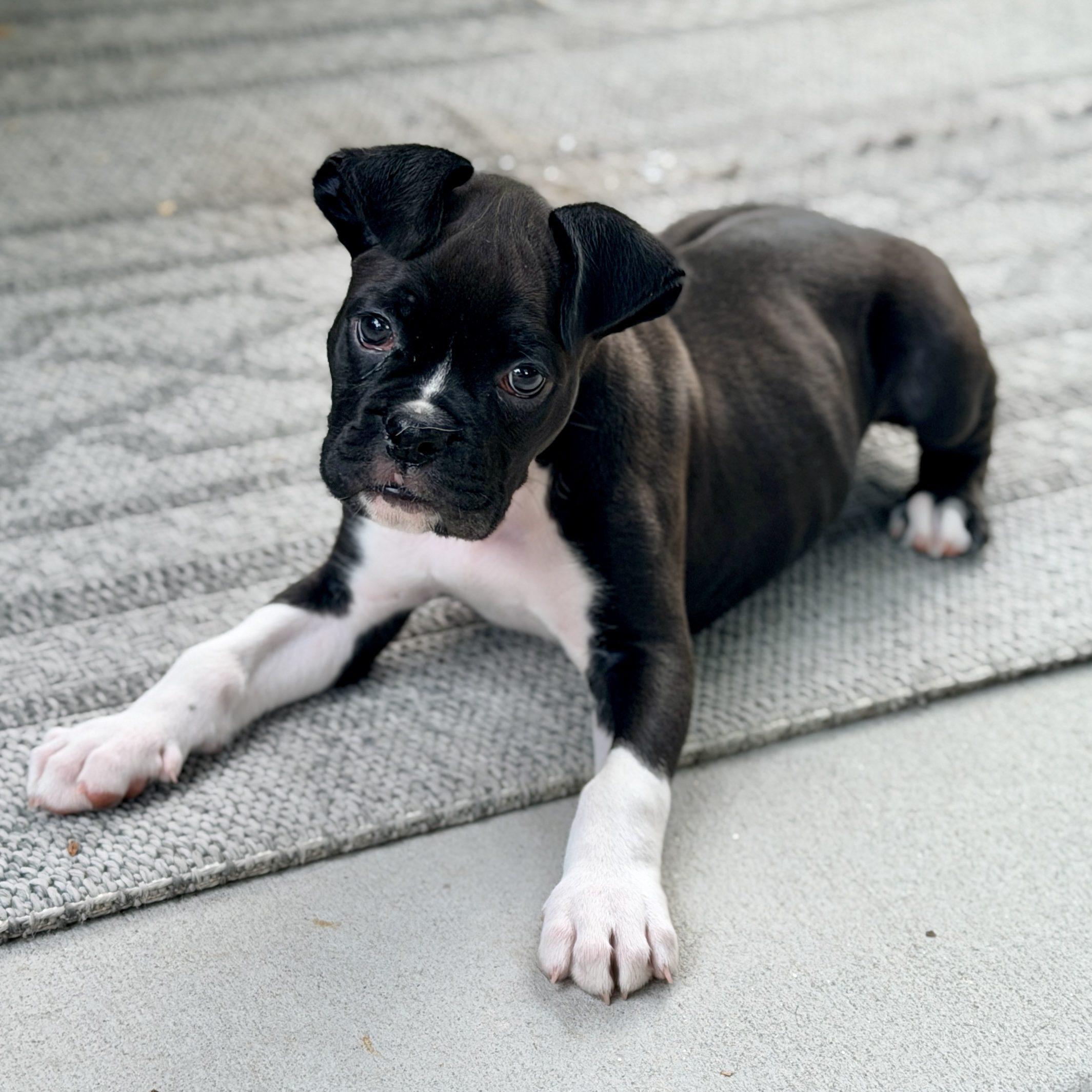 Apollo, an adopted mixed breed in Mead, CO image 6/6