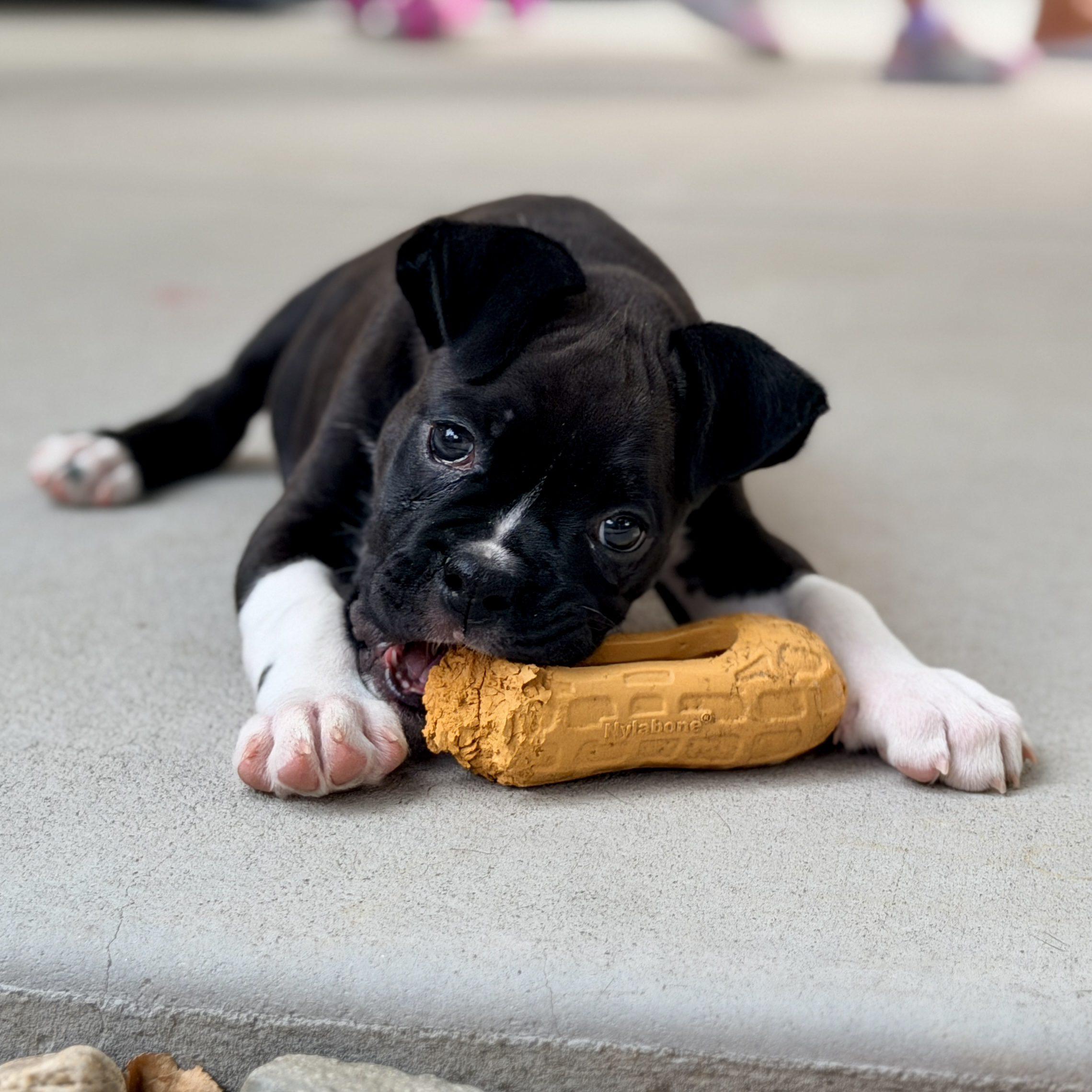 Apollo, adopted, Puppy Male Boxer.