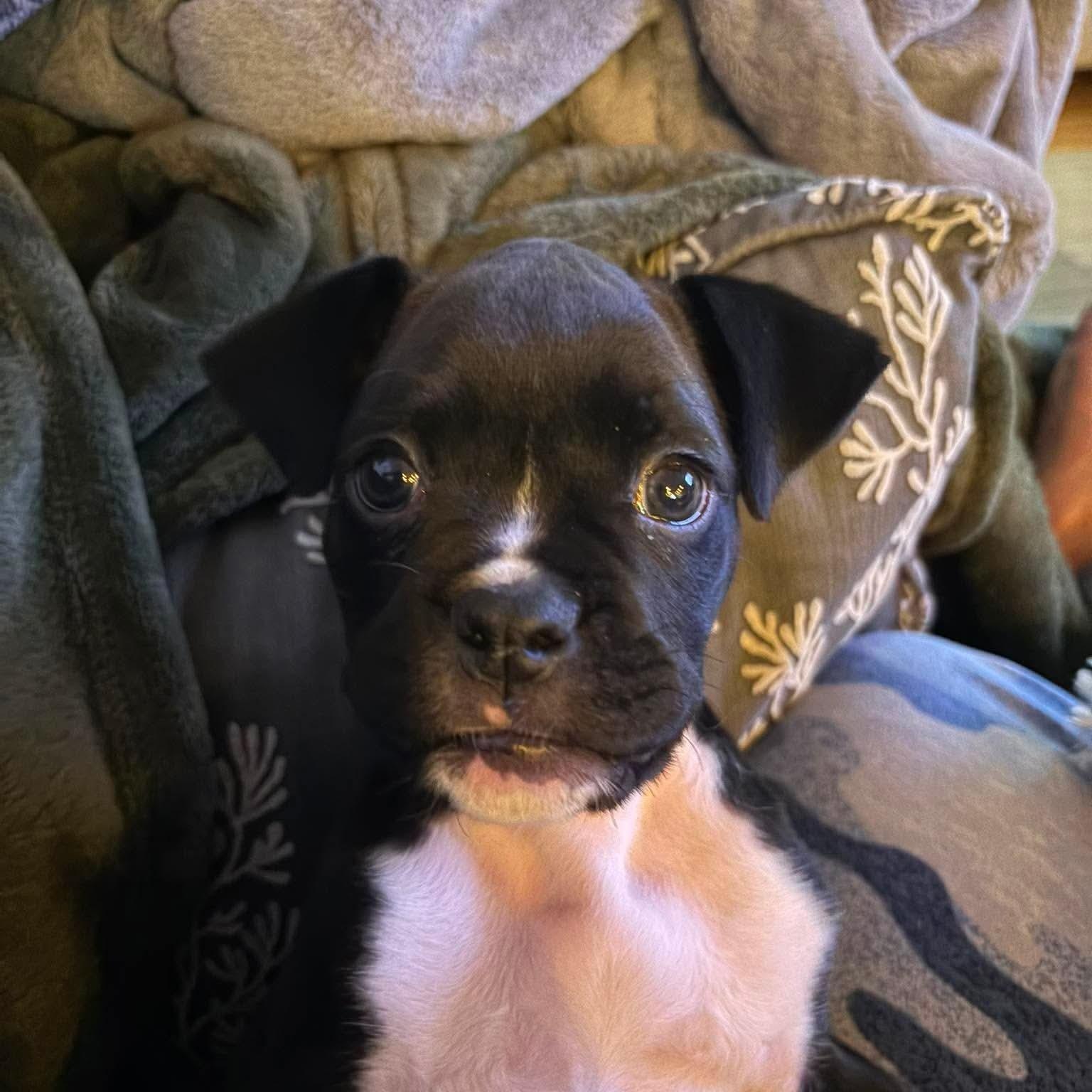 Apollo, an adopted mixed breed in Mead, CO image 2/6