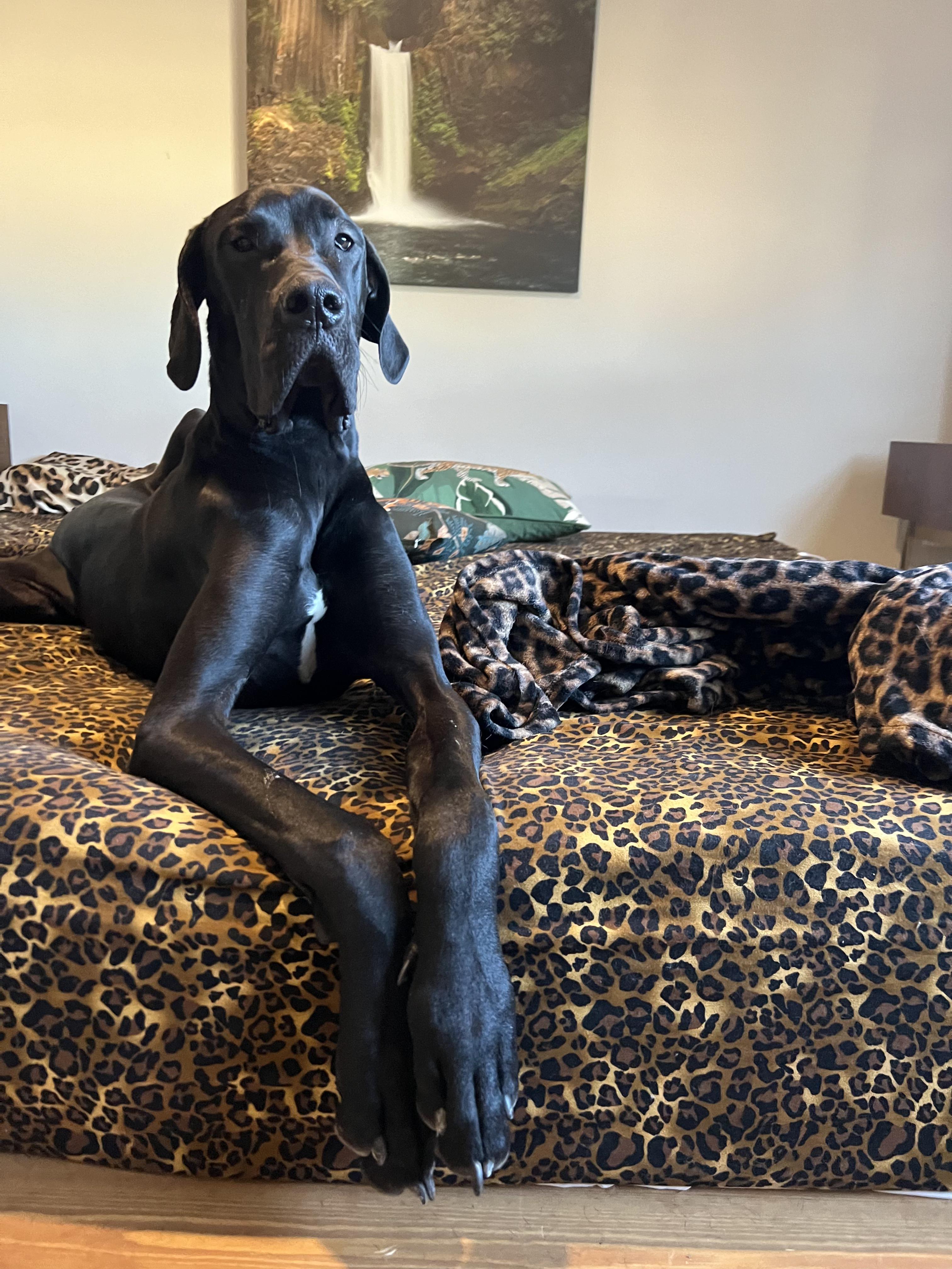 Enlarge Edward, an adopted Great Dane in Tempe, AZ image 2/6