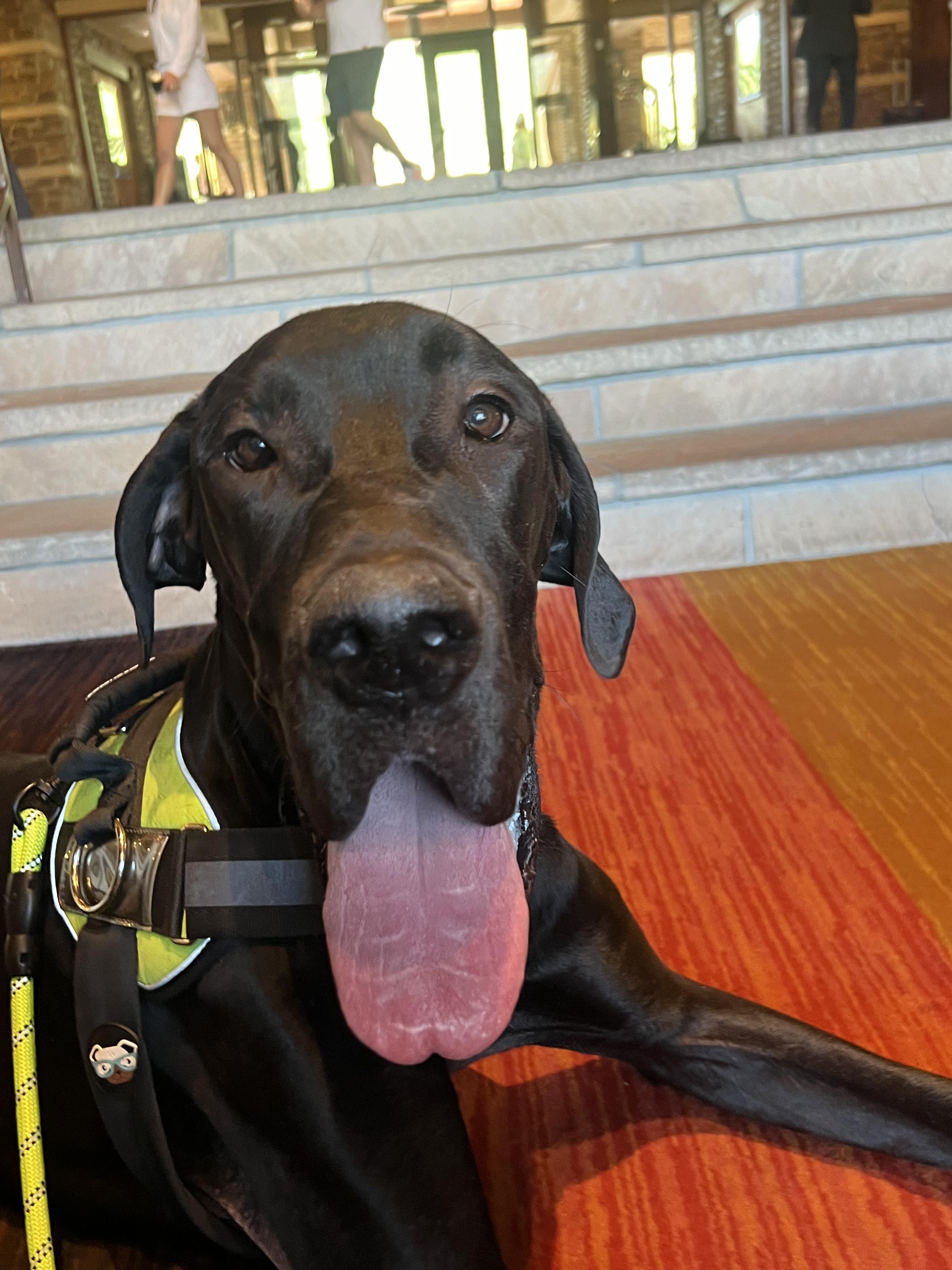 Enlarge Edward, an adopted Great Dane in Tempe, AZ image 3/6