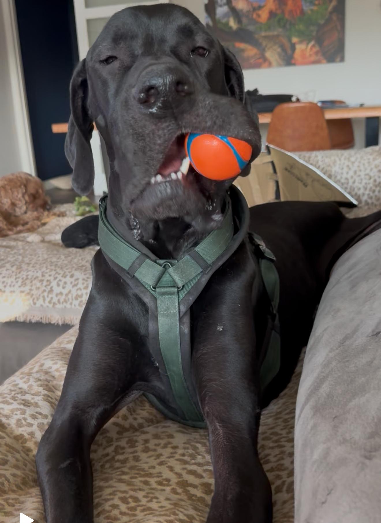 Enlarge Edward, an adopted Great Dane in Tempe, AZ image 4/6