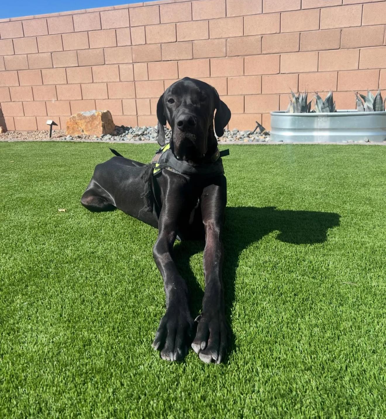 Enlarge Edward, an adopted Great Dane in Tempe, AZ image 6/6