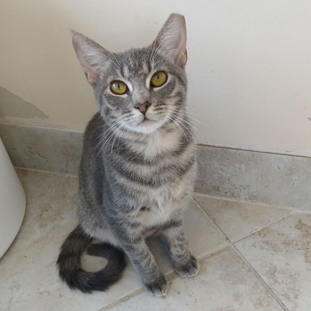 Princesa, Adoptable, Adult Female Domestic Short Hair.